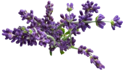 lavender TEA DREAMS - Ingredient